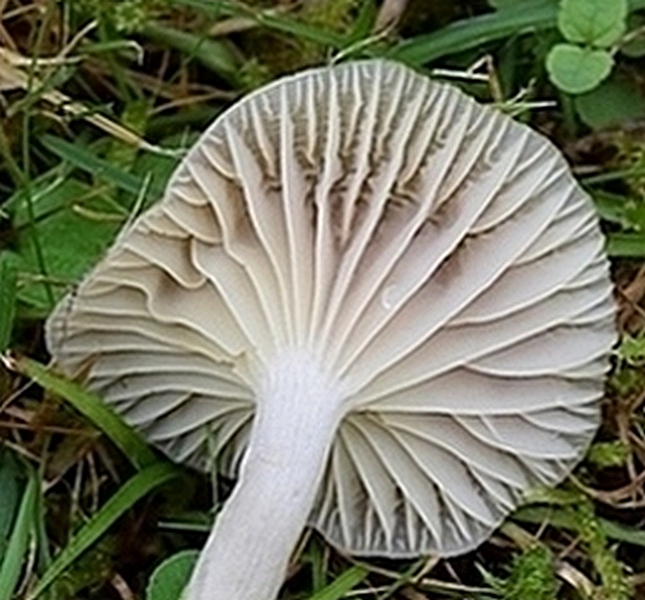 H. virginea var. fuscescens_1.2g.jpg