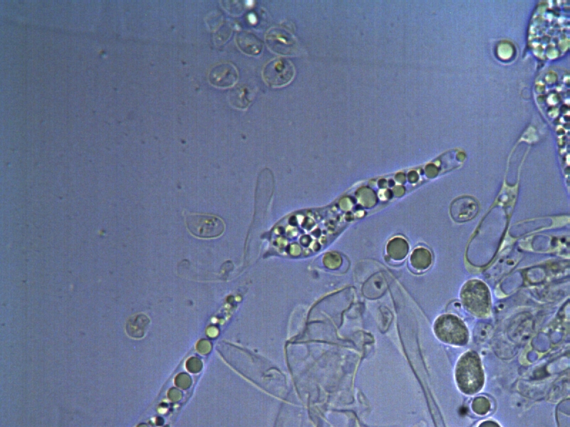 H. virginea var. fuscescens_2.jpg