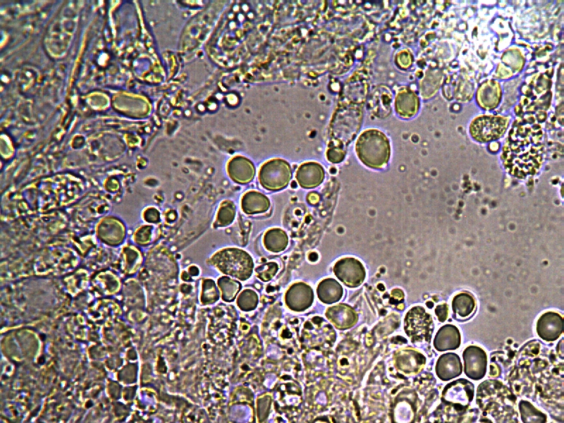 H. virginea var. fuscescens_4.jpg