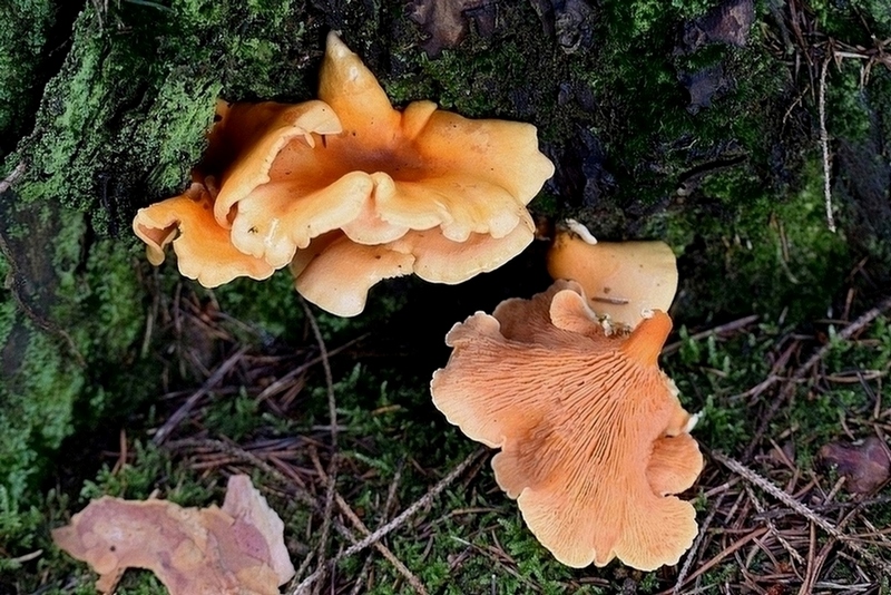 039g.jpg