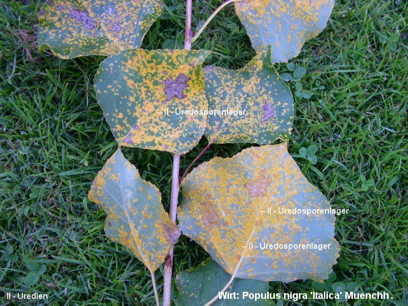 3-Melampsora larici-populina-II-1.8.2.4.2.31a.JPG