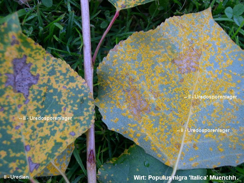 3-Melampsora larici-populina-II-1.8.2.4.2.31c.JPG