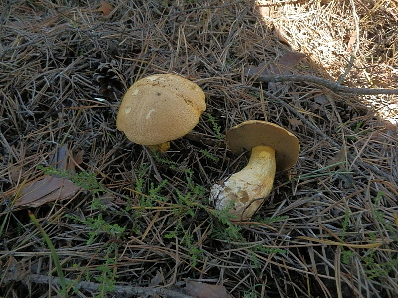 Suillus variegatus_1.4.jpg