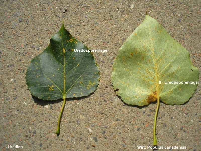 3-Melampsora larici-populina-II-1.8.2.4.2.31d-JK.JPG