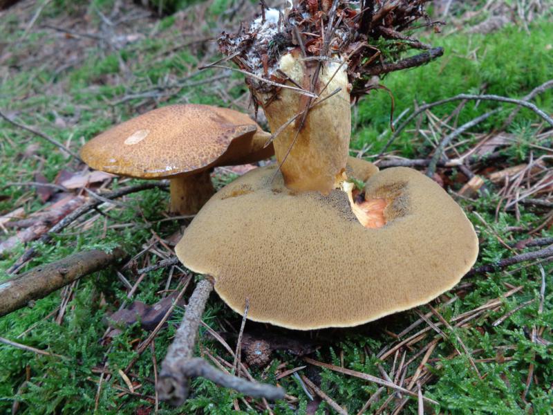 14-09-19_Suillus variegatus - Sandröhrling.jpg