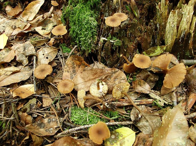 C.luteoolivaceum.JPG