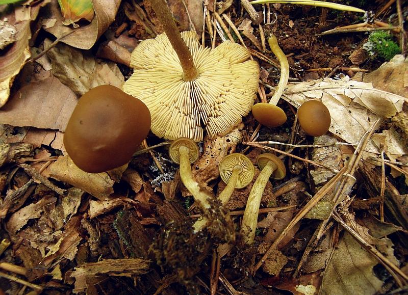 04 - Callistosporium luteoolivaceum.JPG