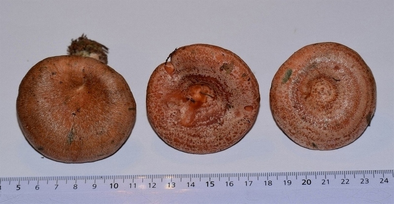 Lact. deliciosus_1.0.jpg