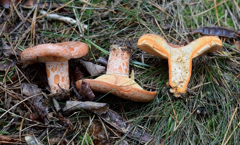 Lact. deliciosus_1.2.jpg