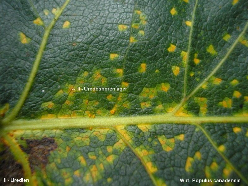 3-Melampsora larici-populina-II-1.8.2.4.2.31e-JK.JPG