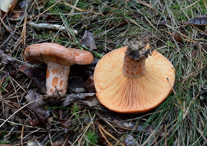 Lact. deliciosus_1.5.jpg