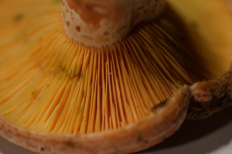 Lact. deliciosus_1.6.jpg