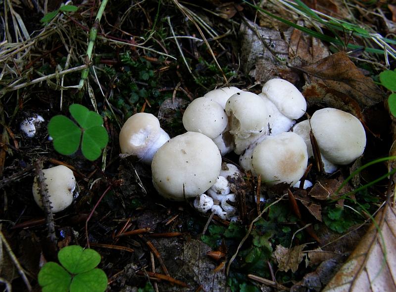 Boletus edulis = Echter Steinpilz.JPG