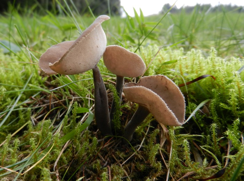 Helvella bulbosa (Grauer Langfüßler)..JPG