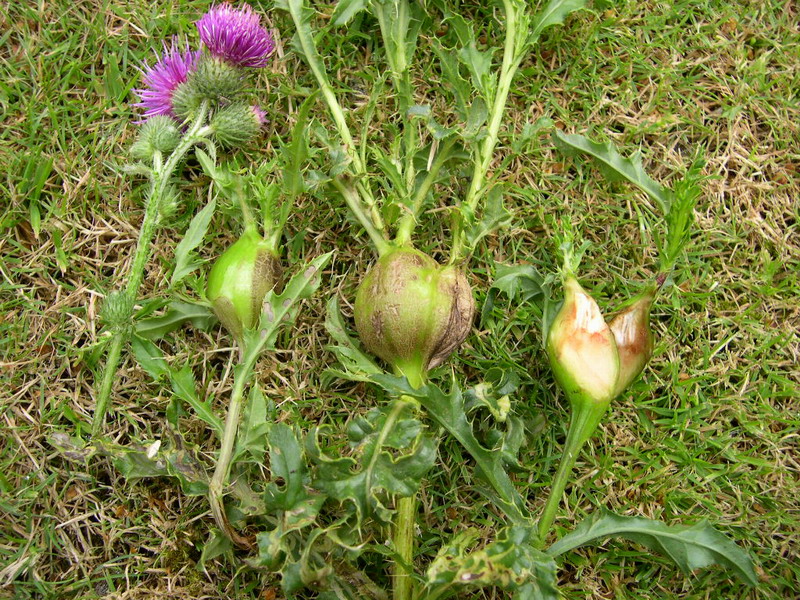 TP-Euribia cardui-(Dipt.) Bohrfliege.JPG