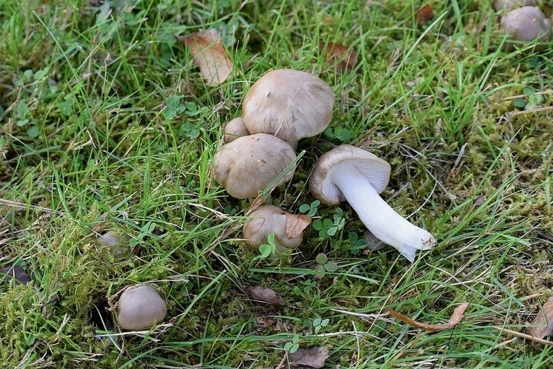 Entoloma sp.1g.jpg