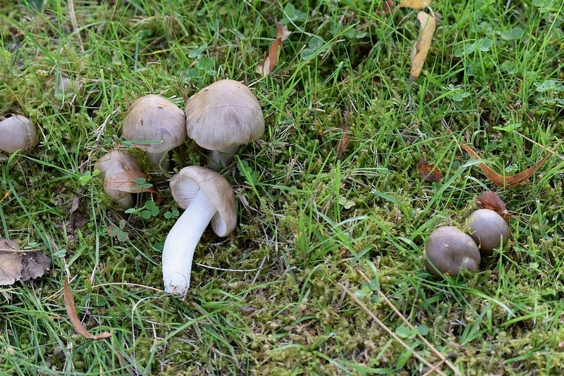 Entoloma sp.2g.jpg