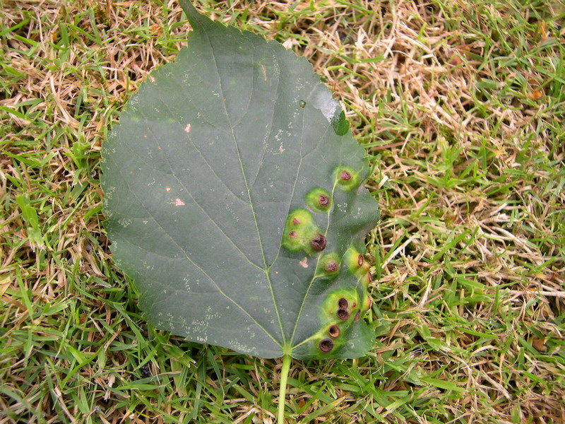 TP-Didymomyia reamuriana-(Dipt.) Gallmücke-a.JPG