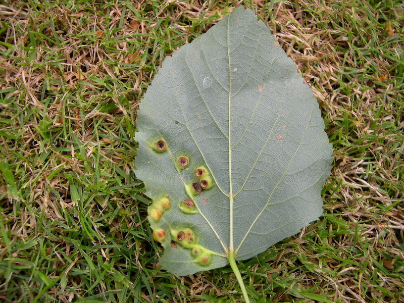 TP-Didymomyia reamuriana-(Dipt.) Gallmücke-b.JPG