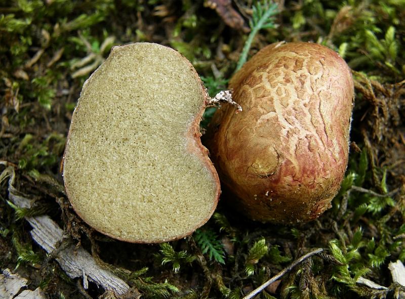 Rhizopogon roseolus s.l..JPG