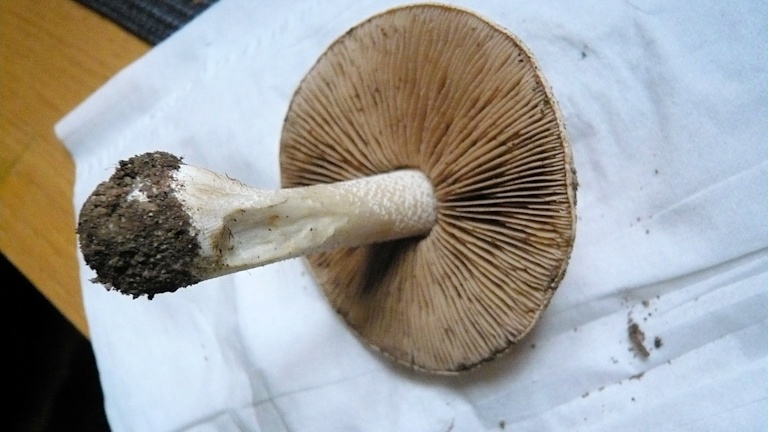 Pilz2.jpg