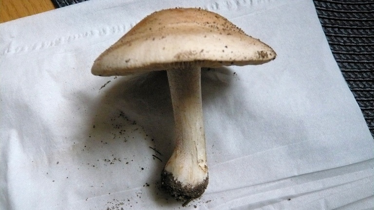 Pilz4.jpg