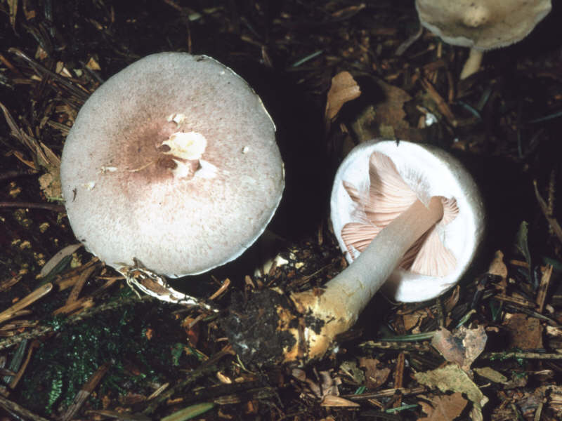 AgaricusSemotus-1Dia_03_517.jpg