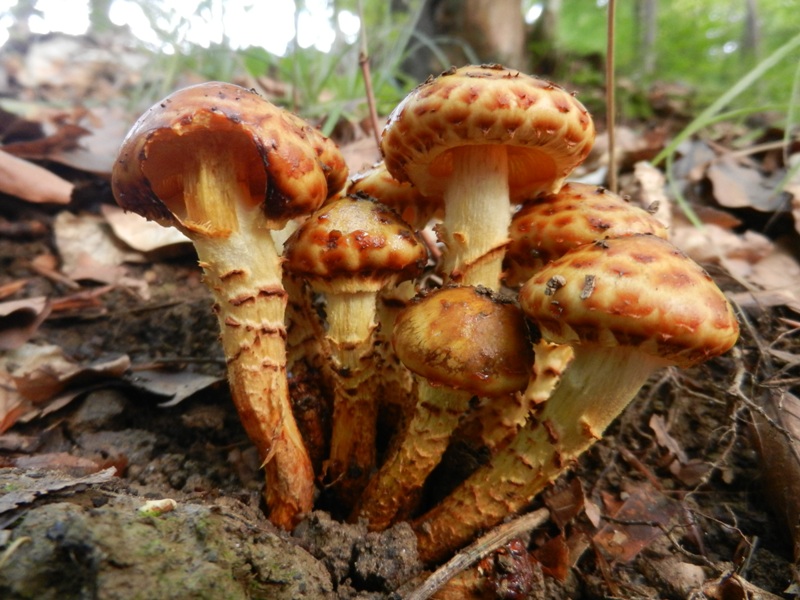 Pinsel-Schüppling (Pholiota jahnii).JPG