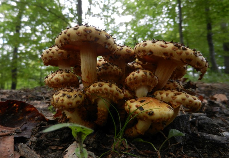 Pinsel-Schüppling (Pholiota jahnii)2.JPG