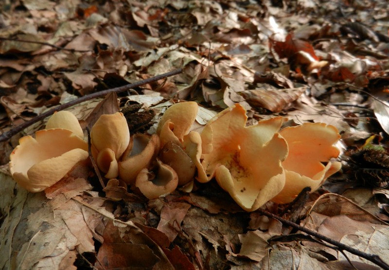 Humaria hemisphaerica eingerahmt von Otidea onotica.JPG