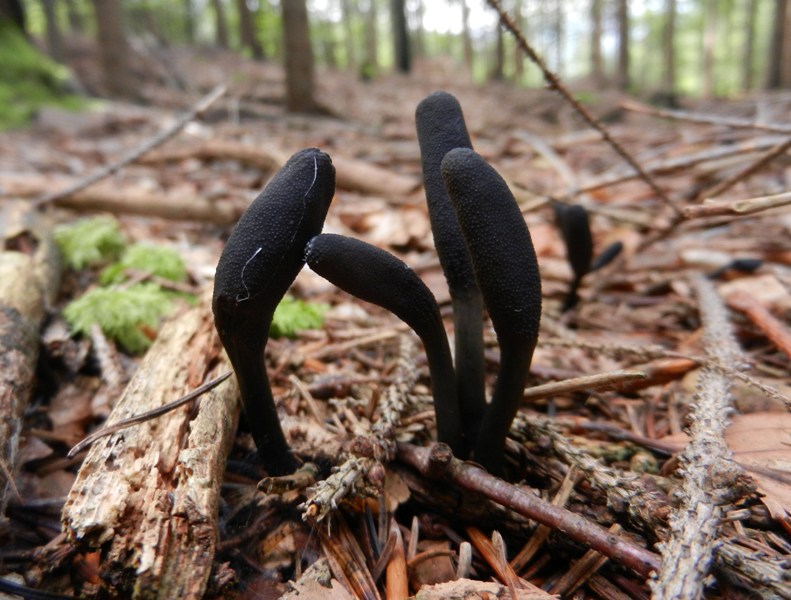 Elaphocordyceps ophioglossoides (Zungen-Kernkeule).JPG