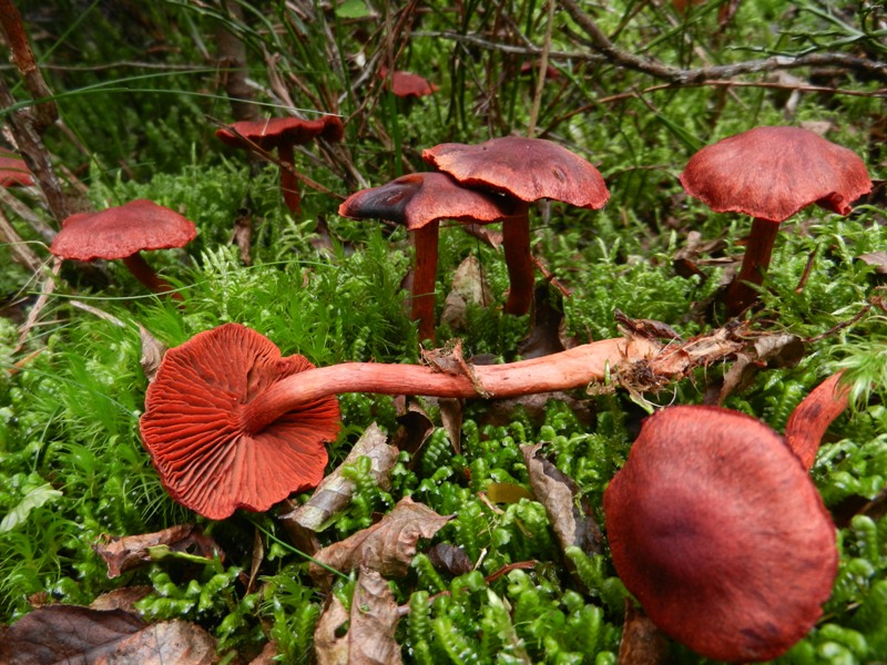 Cortinarius sanguineus (Blutroter Hautkopf).JPG