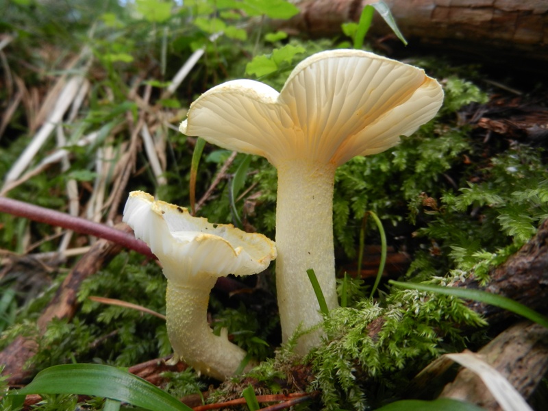 Hygrophorus chrysodon Goldzahn-Schneckling.JPG
