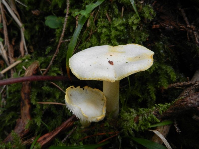 Hygrophorus chrysodon Goldzahn-Schneckling2.JPG