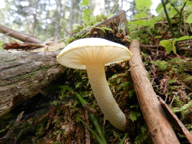 Hygrophorus chrysodon Goldzahn-Schneckling3.JPG