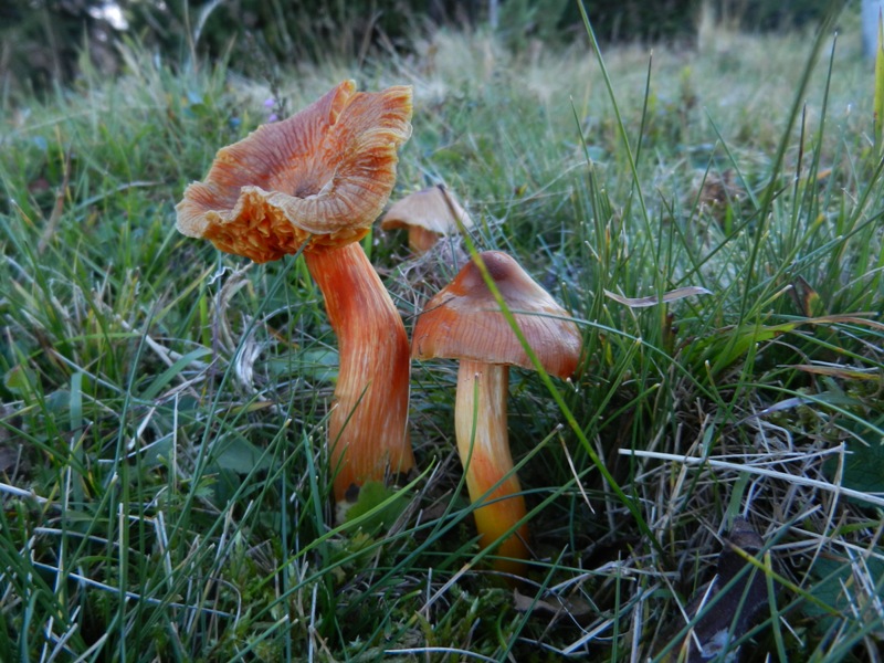 Hygrocybe punicea__Granatroter Saftling.JPG