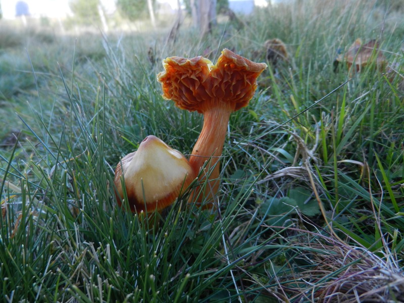 Hygrocybe punicea__Granatroter Saftling2.JPG
