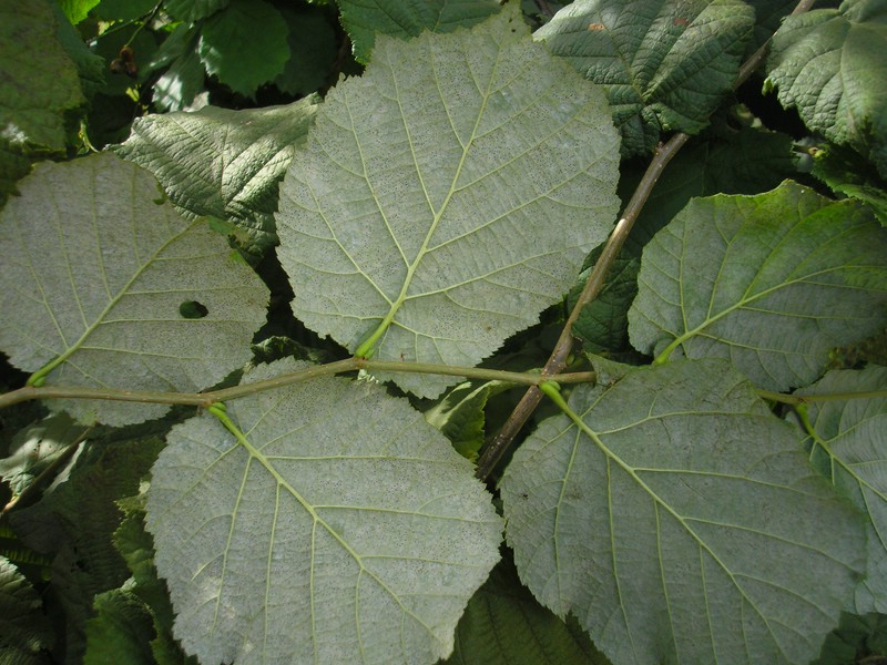 Ph guttata s. str. (1).jpg