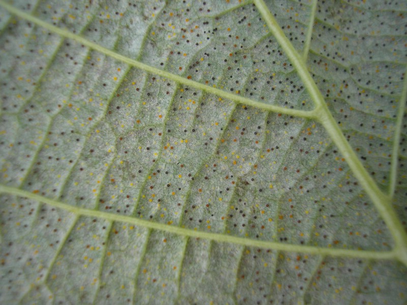 Ph guttata s. str. (2).jpg