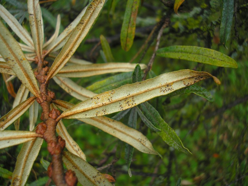 Ph hippochaes (1).jpg