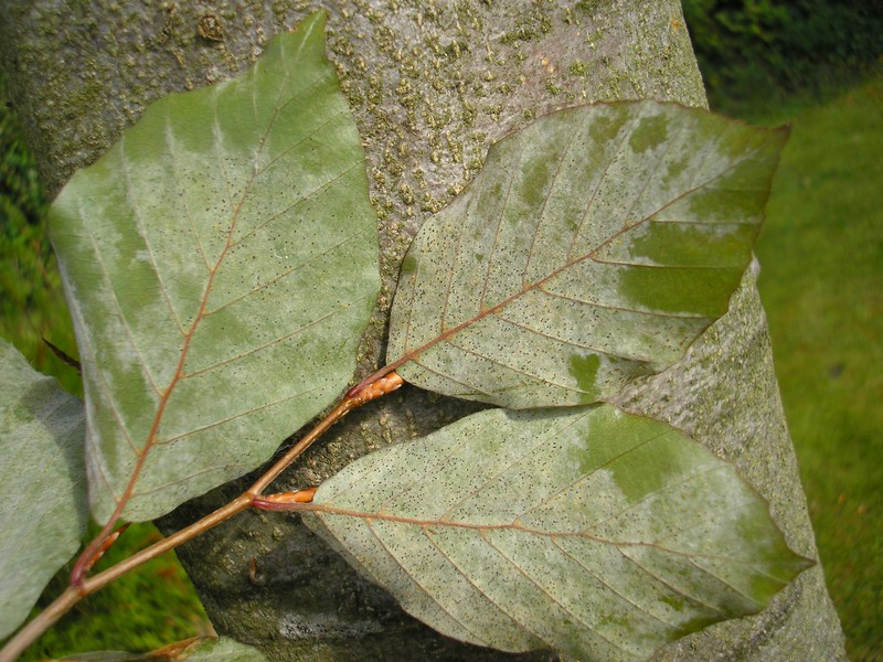 Ph orbicularis (1).jpg