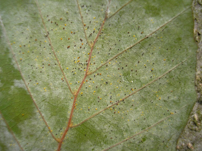 Ph orbicularis (2).jpg