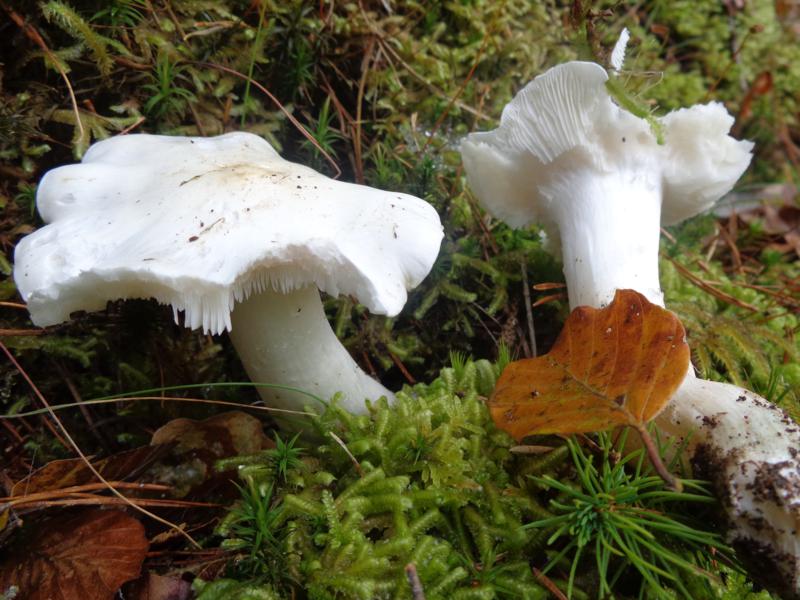 14-10-09_Tricholoma - Ritterling (1).jpg
