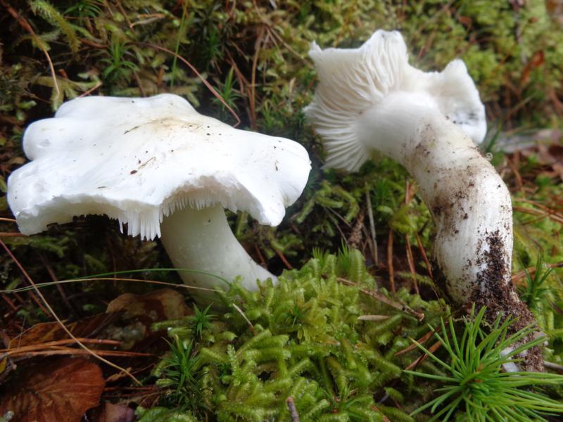 14-10-09_Tricholoma - Ritterling (2).jpg
