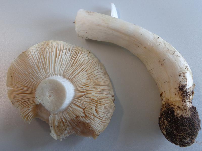 14-10-09_Tricholoma - Ritterling (3).jpg