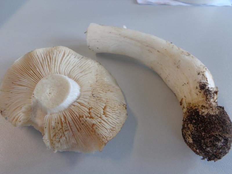 14-10-09_Tricholoma - Ritterling (4).jpg