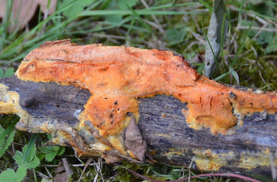 Auriporia_aurulenta001.jpg