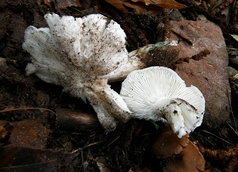 Tricholoma columbetta = Seidenritterling.JPG