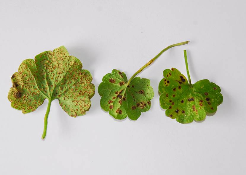 Puccinia002.jpg