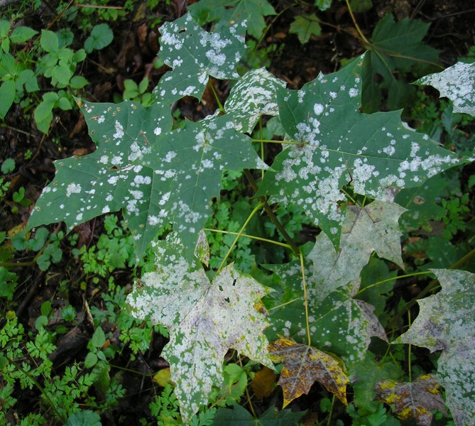 Saw tulas Acer plata (1).jpg